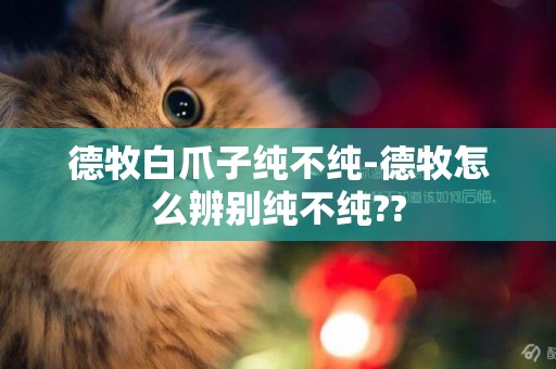 德牧白爪子純不純-德牧怎么辨別純不純??