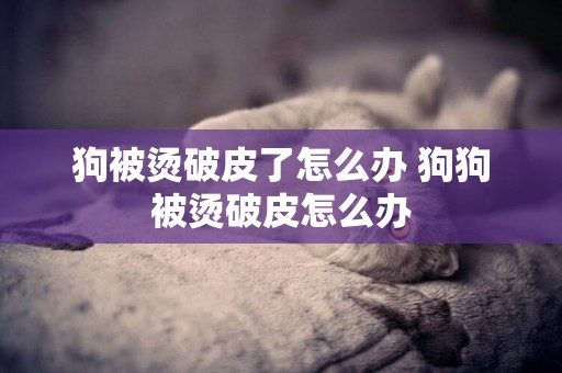 狗被燙破皮了怎么辦 狗狗被燙破皮怎么辦