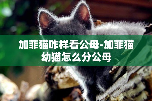 加菲貓咋樣看公母-加菲貓幼貓怎么分公母