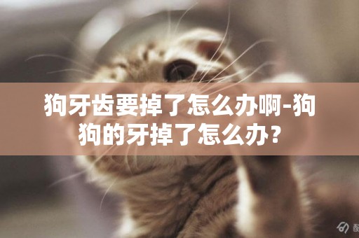 狗牙齒要掉了怎么辦啊-狗狗的牙掉了怎么辦？