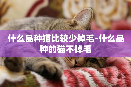 什么品種貓比較少掉毛-什么品種的貓不掉毛