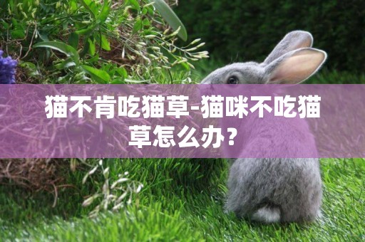 貓不肯吃貓草-貓咪不吃貓草怎么辦？