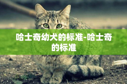 哈士奇幼犬的標準-哈士奇的標準