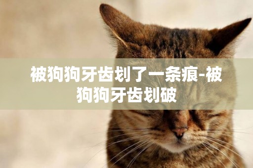 被狗狗牙齒劃了一條痕-被狗狗牙齒劃破