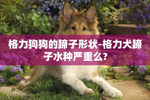 格力狗狗的蹄子形狀-格力犬蹄子水種嚴重么?