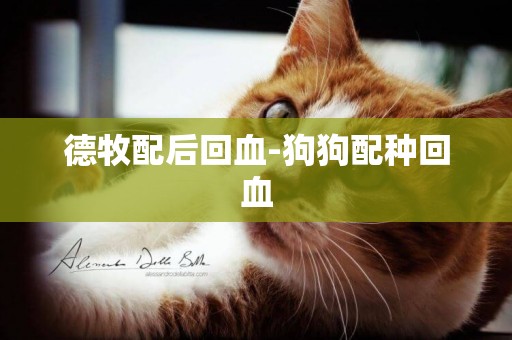德牧配后回血-狗狗配種回血