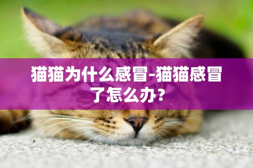 貓貓為什么感冒-貓貓感冒了怎么辦？