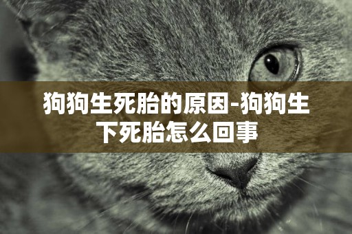 狗狗生死胎的原因-狗狗生下死胎怎么回事