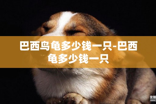 巴西鳥龜多少錢一只-巴西龜多少錢一只