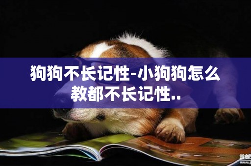 狗狗不長記性-小狗狗怎么教都不長記性..
