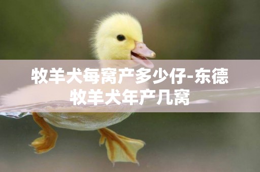 牧羊犬每窩產多少仔-東德牧羊犬年產幾窩