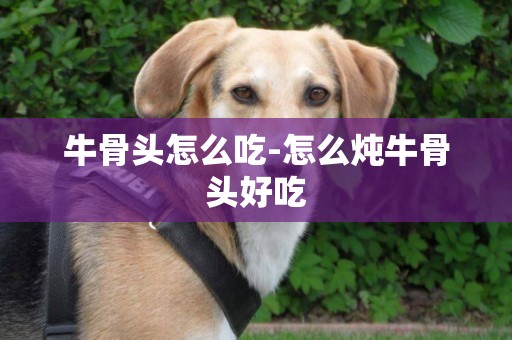 牛骨頭怎么吃-怎么燉牛骨頭好吃