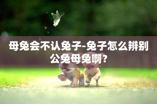 母兔會不認兔子-兔子怎么辨別公兔母兔啊？