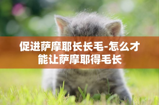 促進薩摩耶長長毛-怎么才能讓薩摩耶得毛長