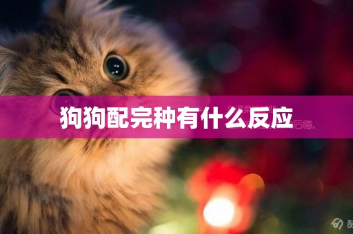 狗狗配完種有什么反應