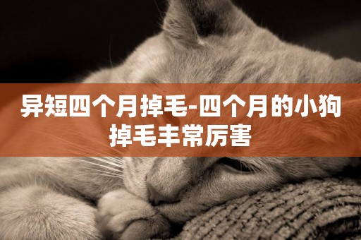 異短四個月掉毛-四個月的小狗掉毛豐常厲害