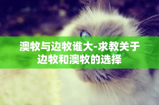 澳牧與邊牧誰大-求教關于邊牧和澳牧的選擇