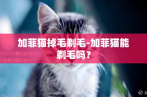 加菲貓掉毛剃毛-加菲貓能剃毛嗎？