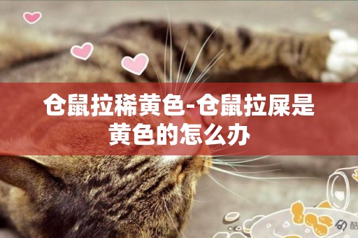 倉鼠拉稀黃色-倉鼠拉屎是黃色的怎么辦
