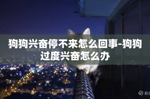 狗狗興奮停不來怎么回事-狗狗過度興奮怎么辦