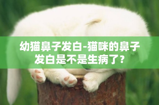 幼貓鼻子發白-貓咪的鼻子發白是不是生病了？