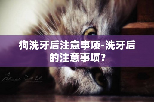 狗洗牙后注意事項-洗牙后的注意事項？
