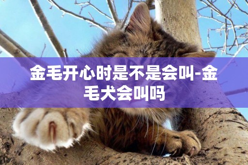 金毛開心時是不是會叫-金毛犬會叫嗎