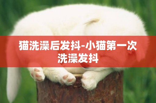 貓洗澡后發抖-小貓第一次洗澡發抖