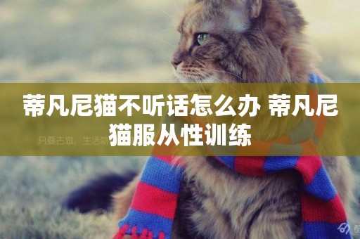 蒂凡尼貓不聽話怎么辦 蒂凡尼貓服從性訓練