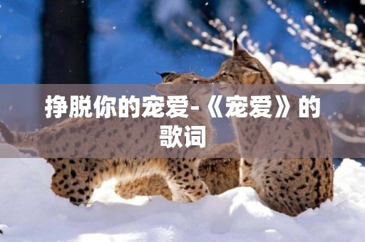 掙脫你的寵愛-《寵愛》的歌詞
