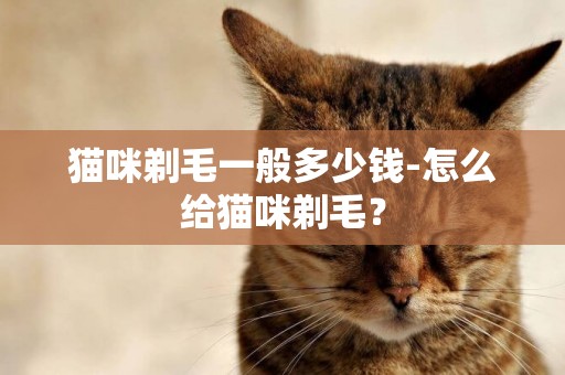 貓咪剃毛一般多少錢-怎么給貓咪剃毛？