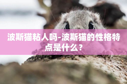 波斯貓粘人嗎-波斯貓的性格特點是什么？