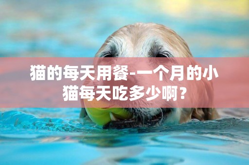 貓的每天用餐-一個月的小貓每天吃多少啊？