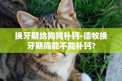 換牙期給狗狗補鈣-德牧換牙期間能不能補鈣?