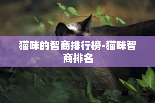 貓咪的智商排行榜-貓咪智商排名