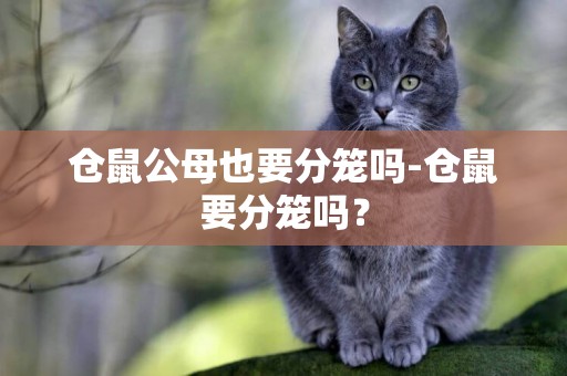 倉鼠公母也要分籠嗎-倉鼠要分籠嗎？