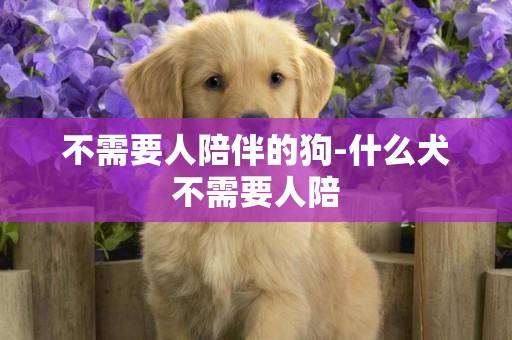 不需要人陪伴的狗-什么犬不需要人陪