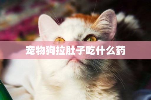 寵物狗拉肚子吃什么藥