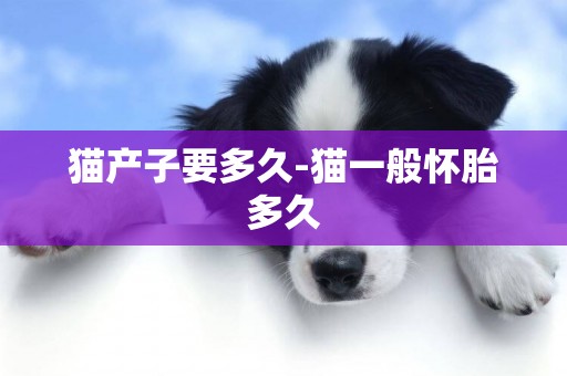 貓產子要多久-貓一般懷胎多久