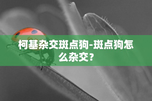 柯基雜交斑點狗-斑點狗怎么雜交？