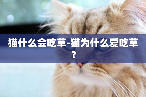 貓什么會吃草-貓為什么愛吃草？