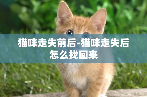 貓咪走失前后-貓咪走失后怎么找回來