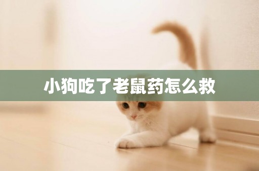 小狗吃了老鼠藥怎么救