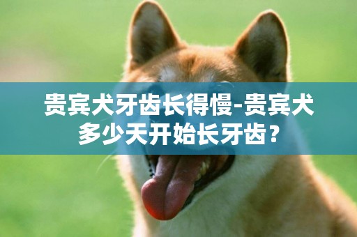 貴賓犬牙齒長得慢-貴賓犬多少天開始長牙齒？