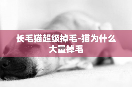 長毛貓超級掉毛-貓為什么大量掉毛