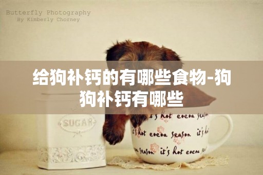 給狗補鈣的有哪些食物-狗狗補鈣有哪些