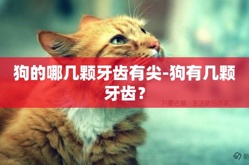狗的哪幾顆牙齒有尖-狗有幾顆牙齒？