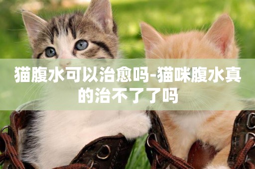 貓腹水可以治愈嗎-貓咪腹水真的治不了了嗎
