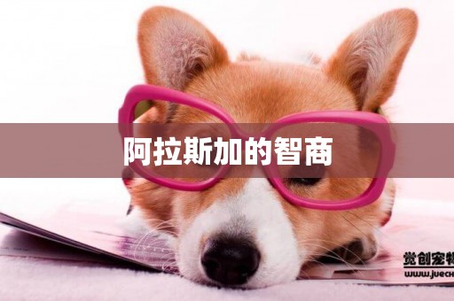 阿拉斯加的智商