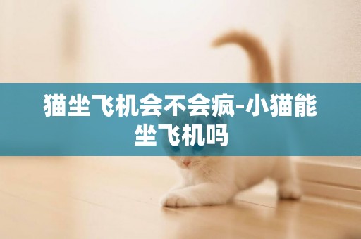 貓坐飛機會不會瘋-小貓能坐飛機嗎